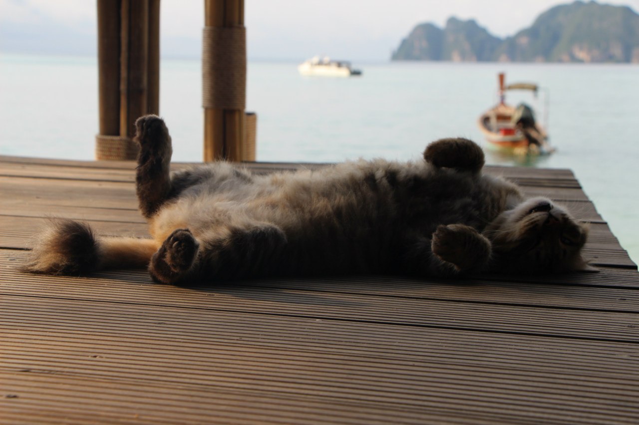 Just a cat sleeping on the beach of Koh Phi Phi Don... - My, cat, Thailand, , Return, , 