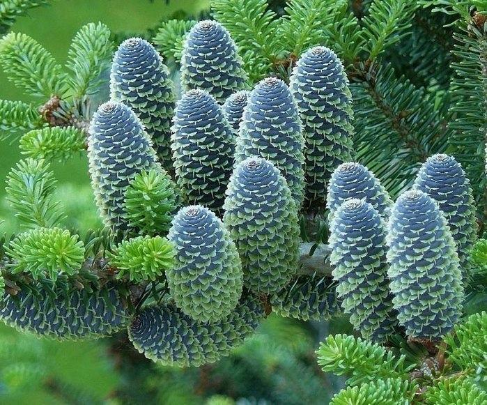 Korean fir - Greenery, Nature