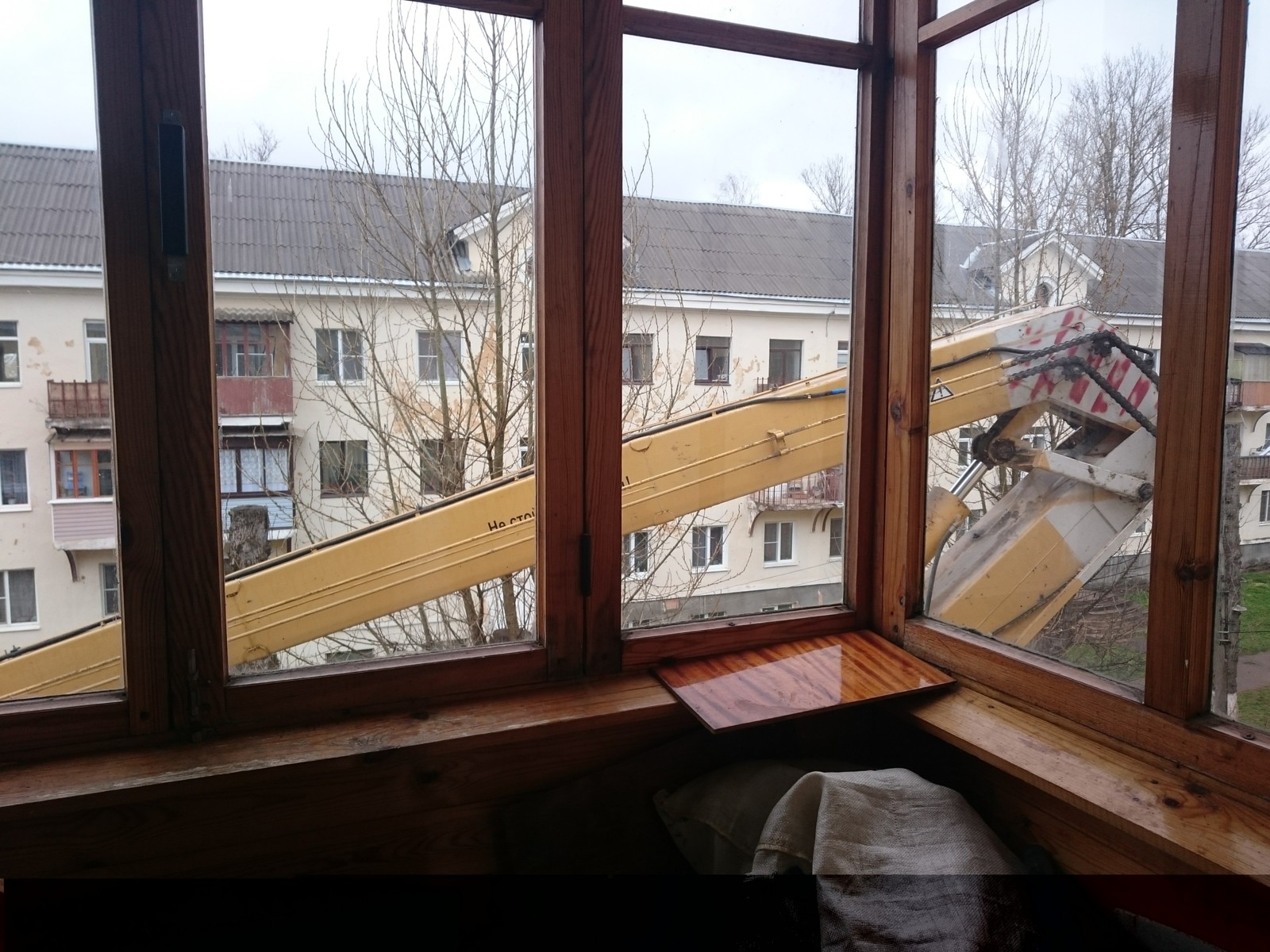 And under our window. - My, Poplar, cat, , Longpost, Photo on sneaker