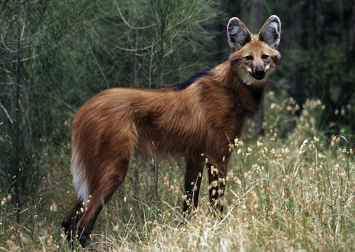 Aguarachai - My, Interesting, Animals, Informative, Maned Wolf, Longpost