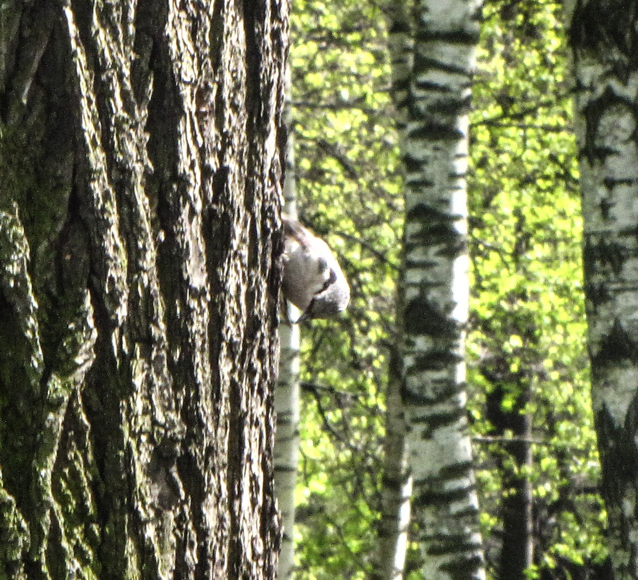 I did catch him! - My, Birds, The photo, My, Longpost