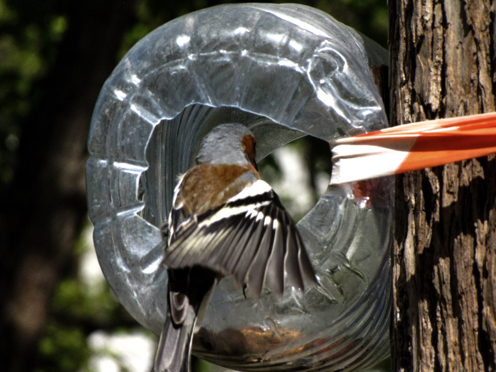 I did catch him! - My, Birds, The photo, My, Longpost