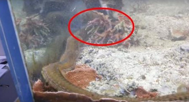 Here's what a man found in an aquarium that hadn't been cleaned in two years. - Worm, Horror, The photo, Longpost, Aquarium