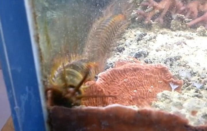 Here's what a man found in an aquarium that hadn't been cleaned in two years. - Worm, Horror, The photo, Longpost, Aquarium