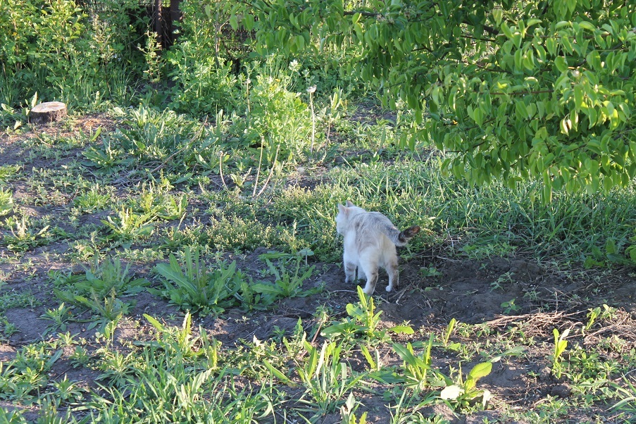 Мой личный Котоленд 76 - Моё, Кот, Приют, Липецк, Доброта, Помощь, Котоленд, Длиннопост, Приют Котоленд