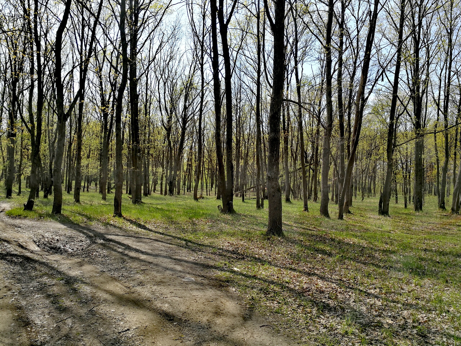 The weather today pleased me, I took a bicycle and rushed into the forest. - Longpost, Nature, The photo, cat, Horses, Forest, Huawei mate 9, Dzerzhinsk