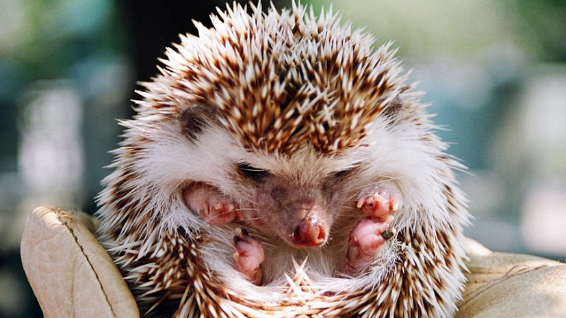 Schoolboy beaten with a live hedgehog - Incident, Funny animals