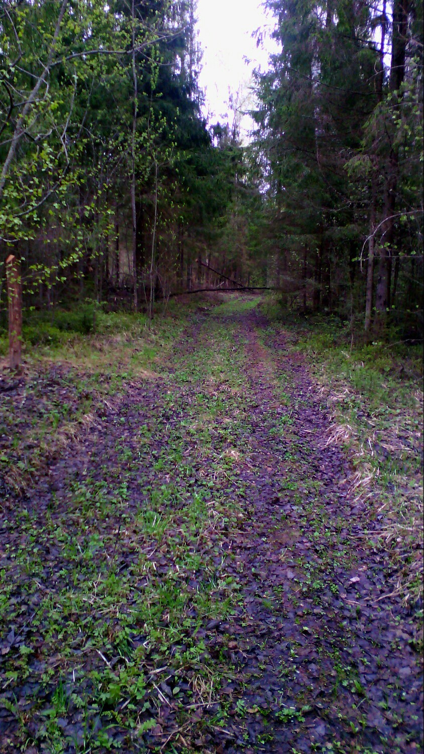 Morel XXL. - My, Longpost, Forest, Mushrooms, The photo