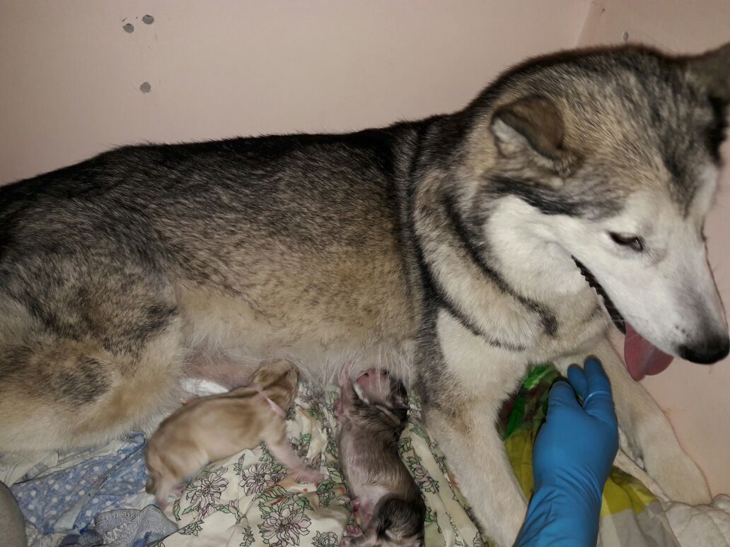 The story of an unexpected addition to the family - My, Alaskan Malamute, Birth, Mestizo, Longpost