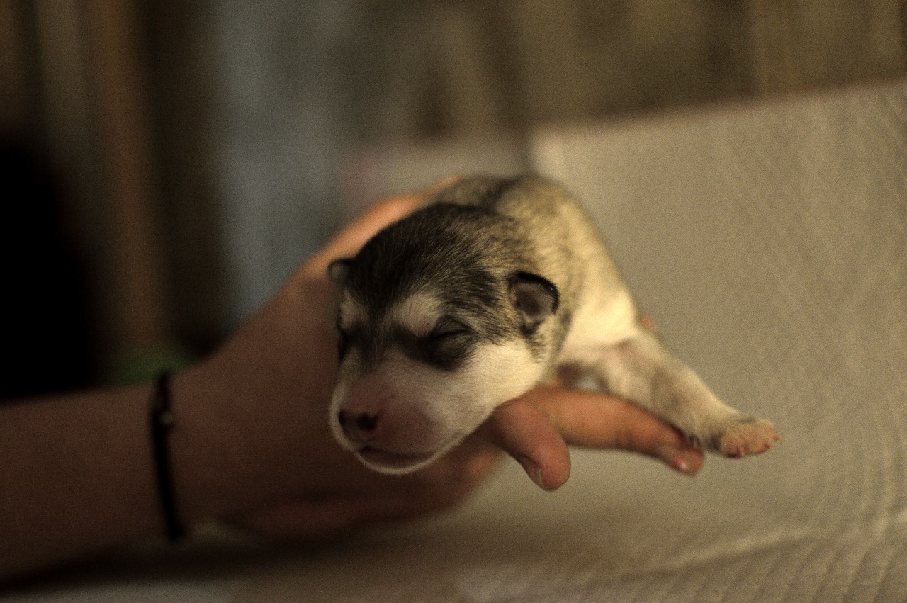 The story of an unexpected addition to the family - My, Alaskan Malamute, Birth, Mestizo, Longpost