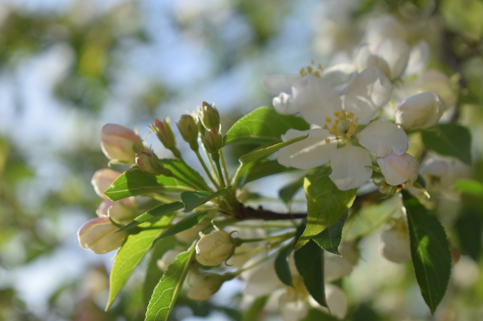 Spring - My, Spring, Bloom, The photo, Barnaul, Longpost, My, Nikon