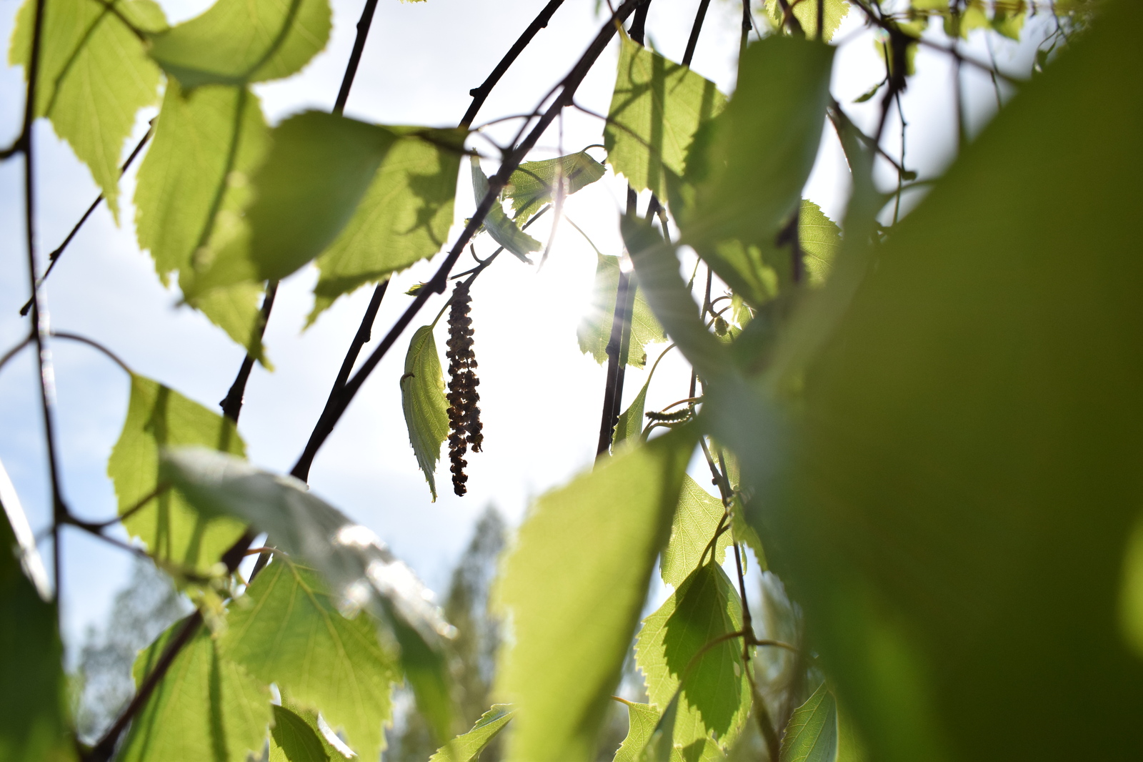 Spring - My, Spring, Bloom, The photo, Barnaul, Longpost, My, Nikon