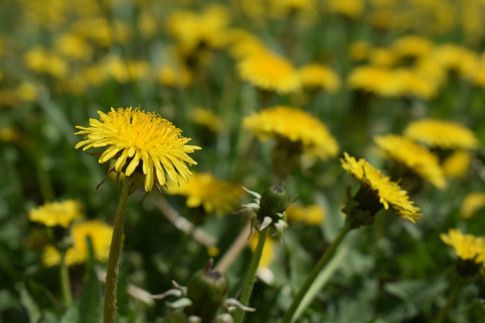 Spring - My, Spring, Bloom, The photo, Barnaul, Longpost, My, Nikon