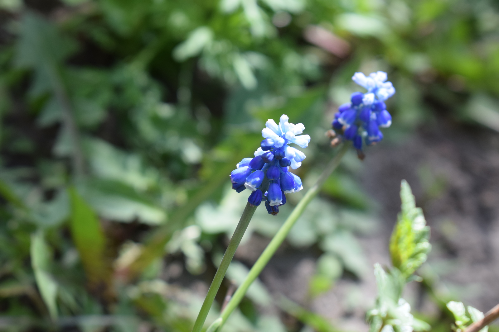 Spring - My, Spring, Bloom, The photo, Barnaul, Longpost, My, Nikon