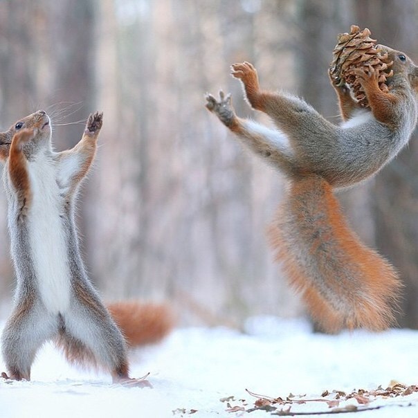 Abracadabra - Squirrel, Cones, Snow