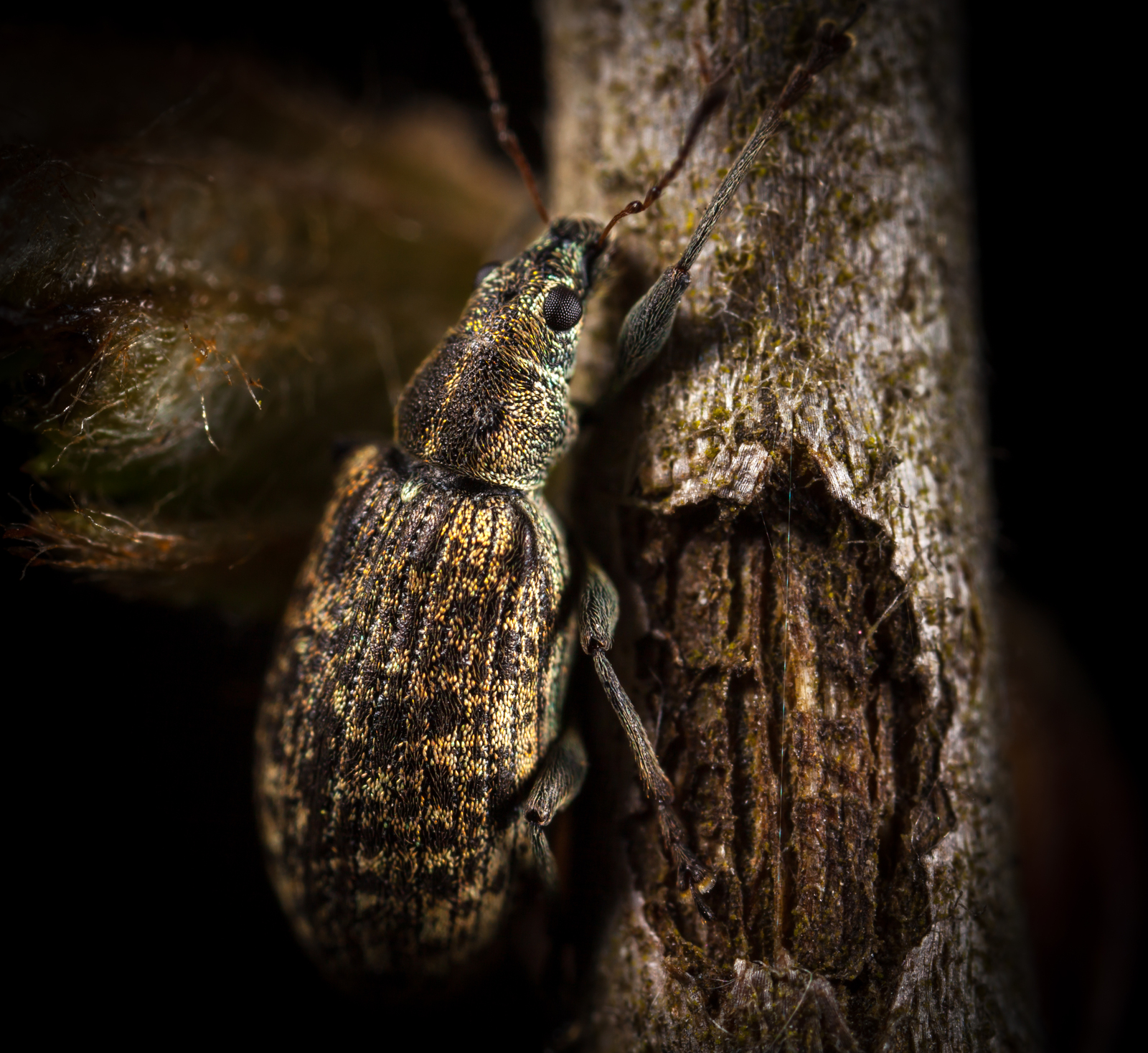 Macro hunting #96 - My, Macro, Жуки, ladybug, Bedbugs, Canon 5DM2, , Longpost, Macro photography