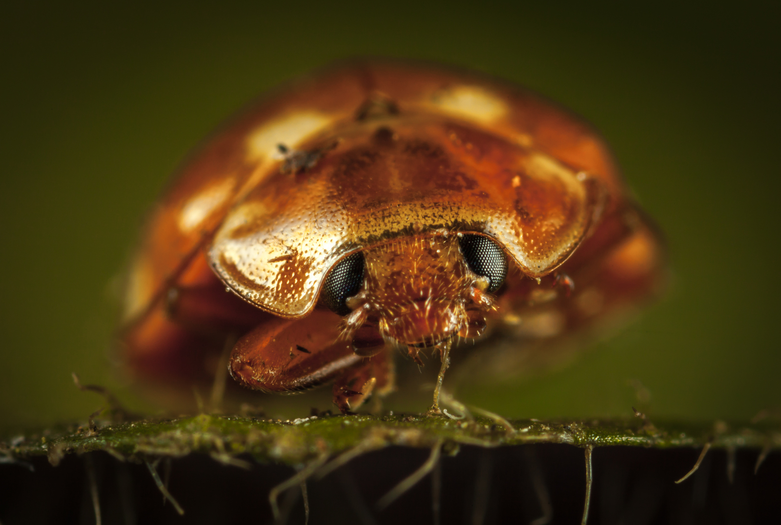 Macro hunting #96 - My, Macro, Жуки, ladybug, Bedbugs, Canon 5DM2, , Longpost, Macro photography