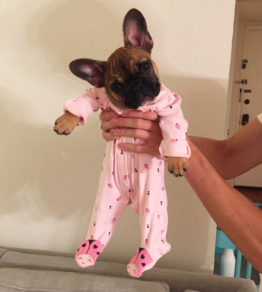 Dog in pajamas - , Bulldog, French Bulldog, Pajamas, Nicely, Milota, Dog