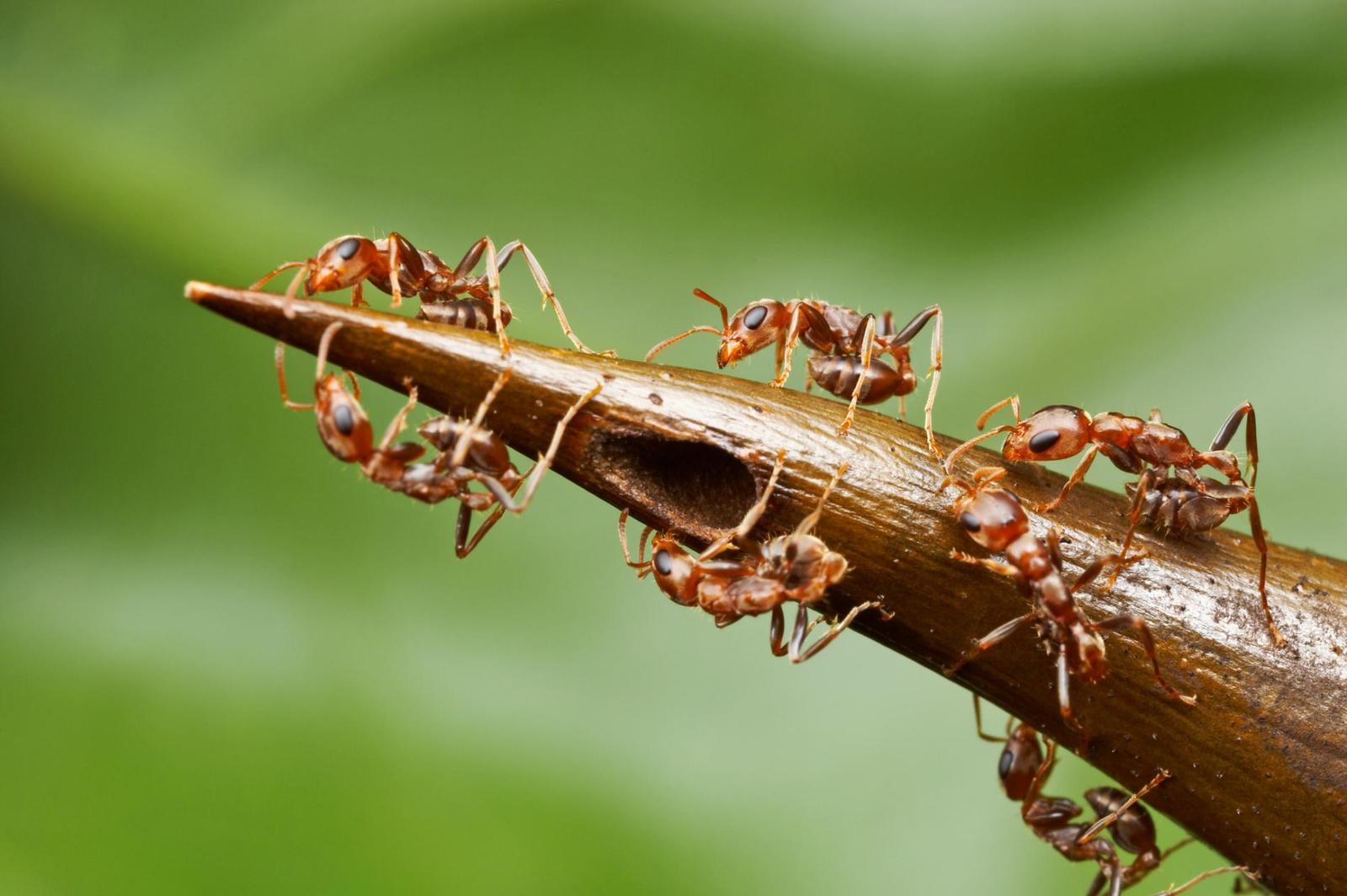 Acacia cornigera - Растения, Дерево, Муравьи, Наука, Акация корнигера