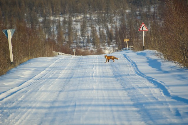 Kolyma highway - My, Track, , Road, Longpost