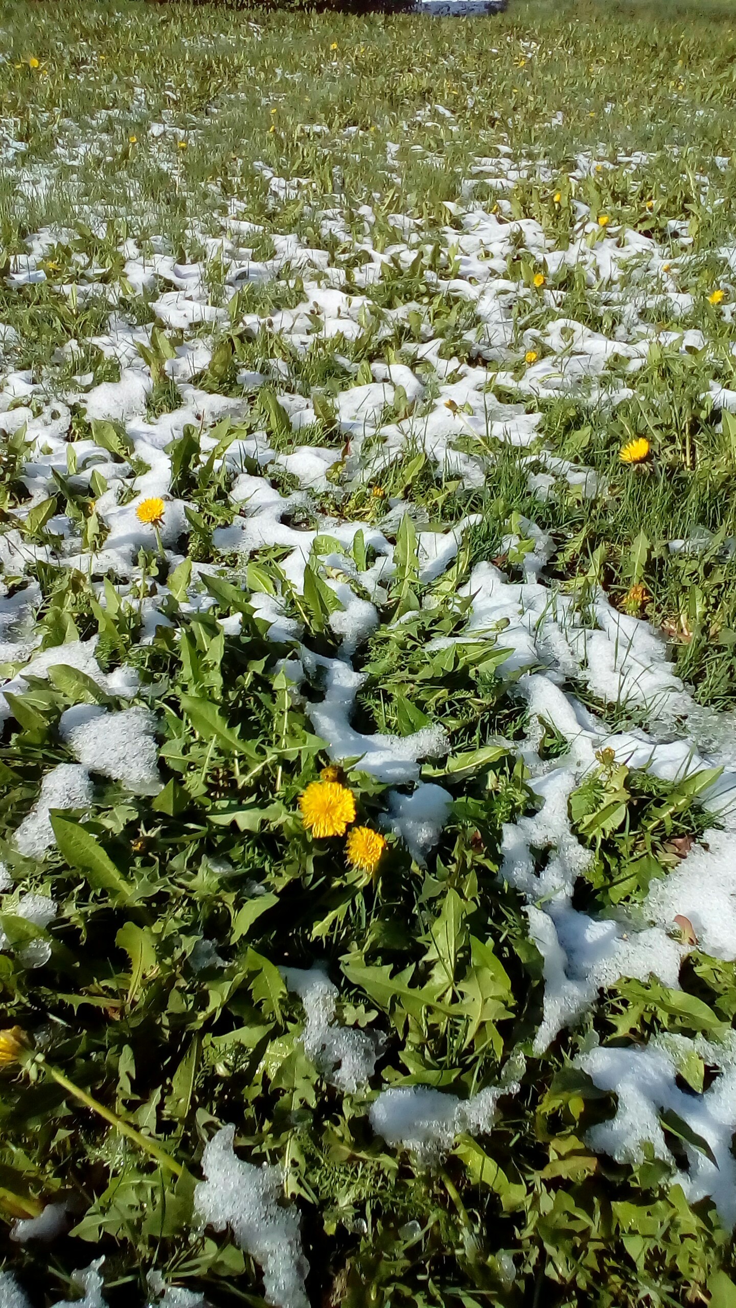 Draped in the snow (mother Siberia) - My, Kemerovo, Weather, Snow