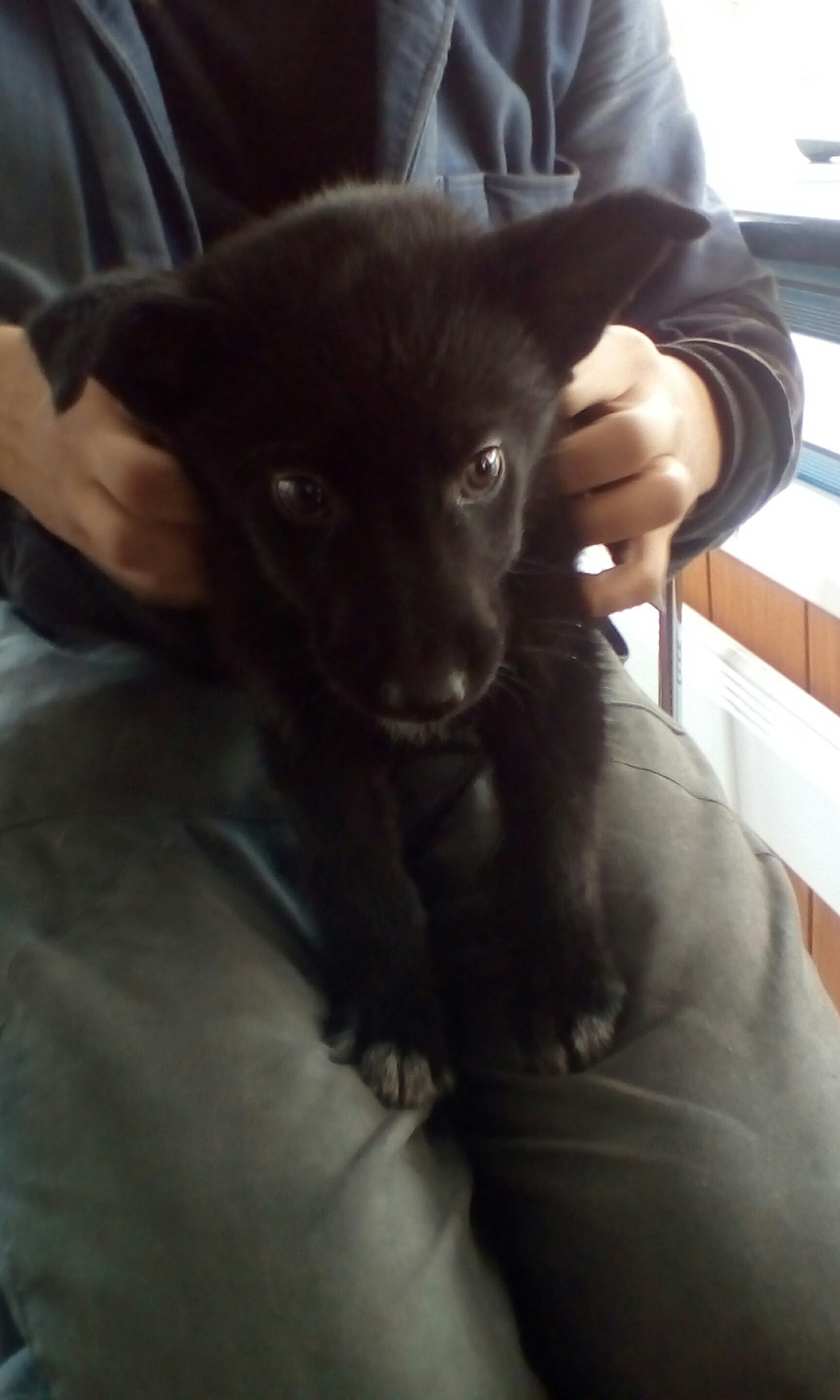 Puppy found. Petrozavodsk - Found a dog, Lost, Longpost, Help, Dog, I'll give it to good hands