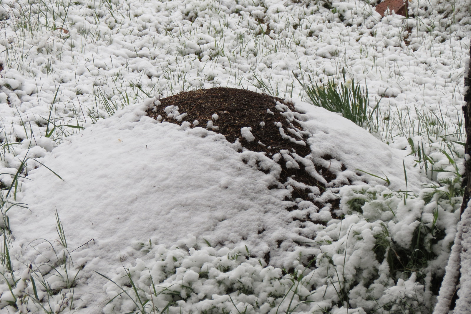 Вышли муравьи после зимней стужи. Муравейник зимой. Муравейник под снегом. Муравейник весной. Муравейник после зимы.
