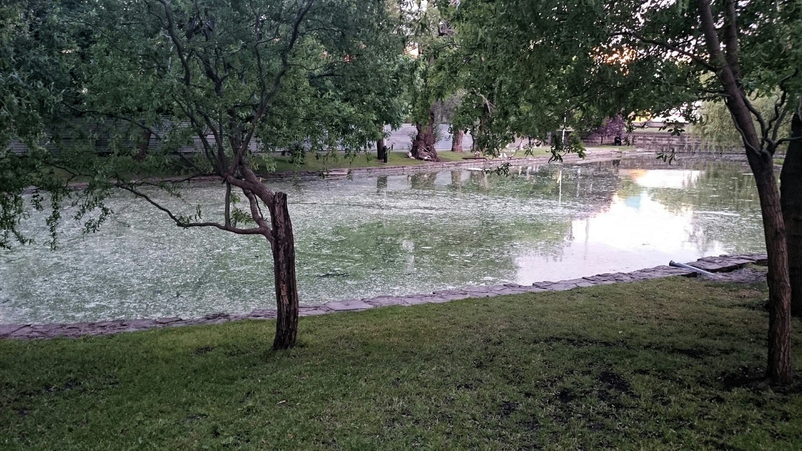 Beautiful pond in the Krasnodar city garden - My, Krasnodar, The park, Pond