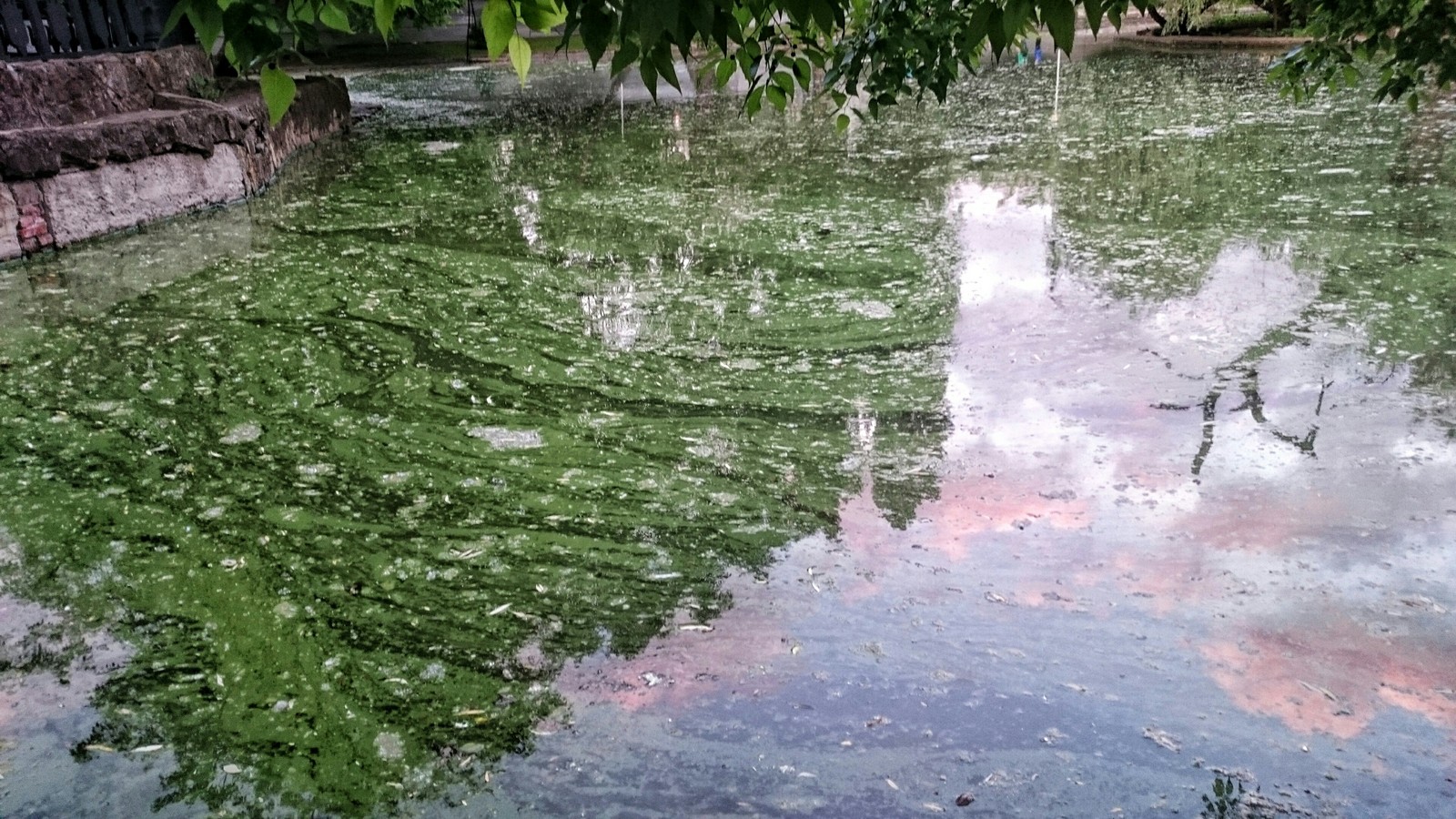 Beautiful pond in the Krasnodar city garden - My, Krasnodar, The park, Pond