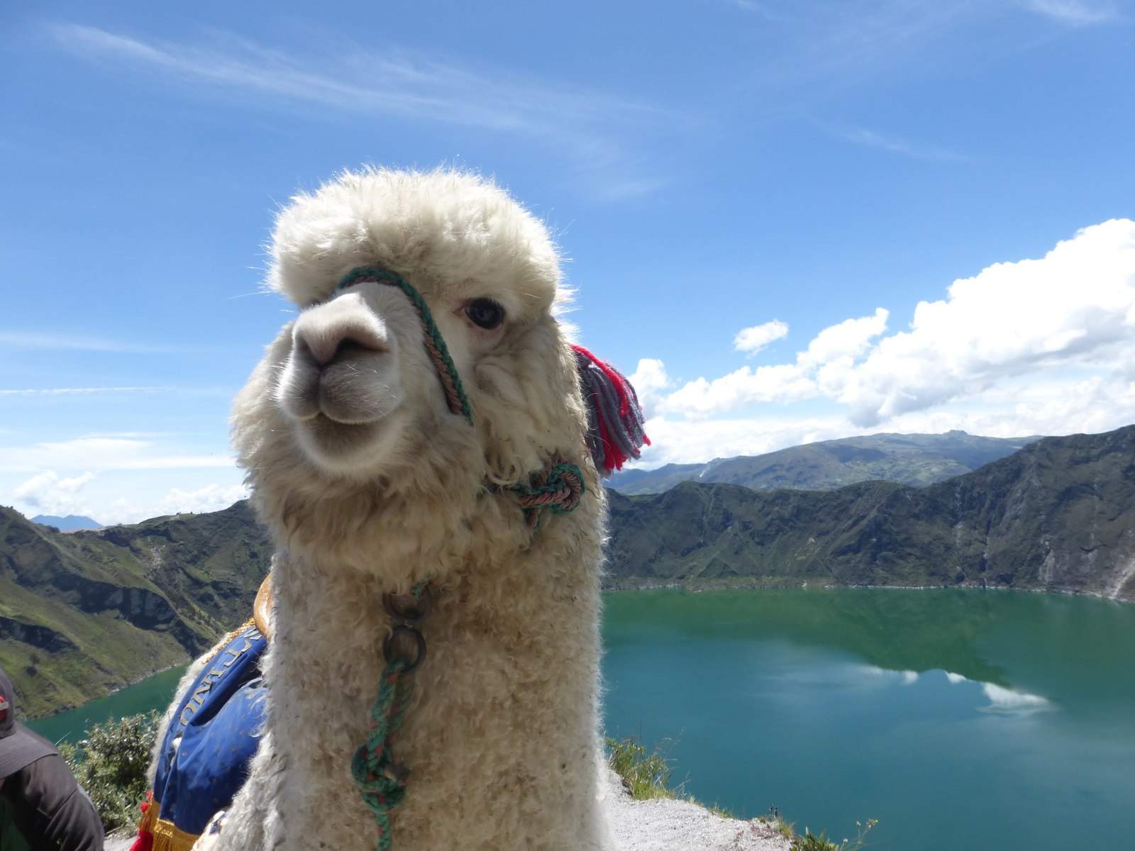 Cute post - My, Llama, Alpaca