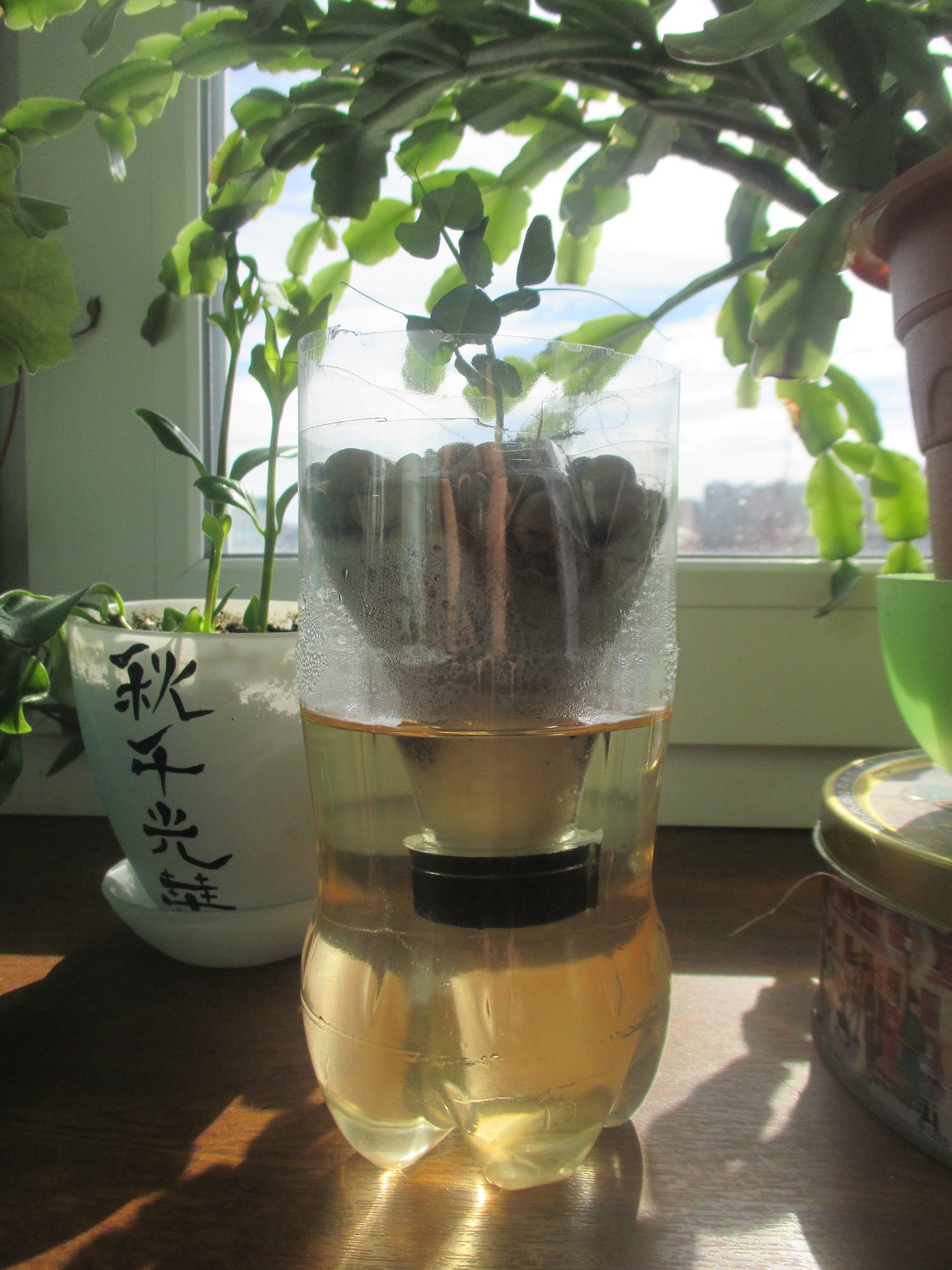 Hydroponics. - My, Hydroponics, Peas, With your own hands, Experiment, , Longpost