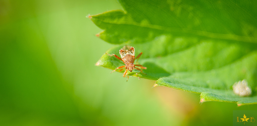 Macroworld from an amateur. - My, Macro, Insects, A fish, Plants, Longpost, Macro photography