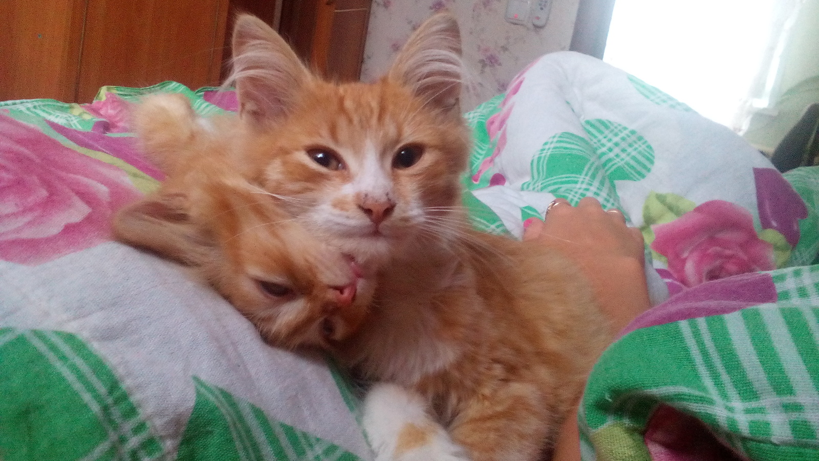 This is the kind of living creature my 2 cats caught, near the house. Red brothers. - My, cat, cat hunter, Longpost, 