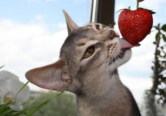 Cat tasting the harvest - cat, Strawberry, The photo, Strawberry (plant)