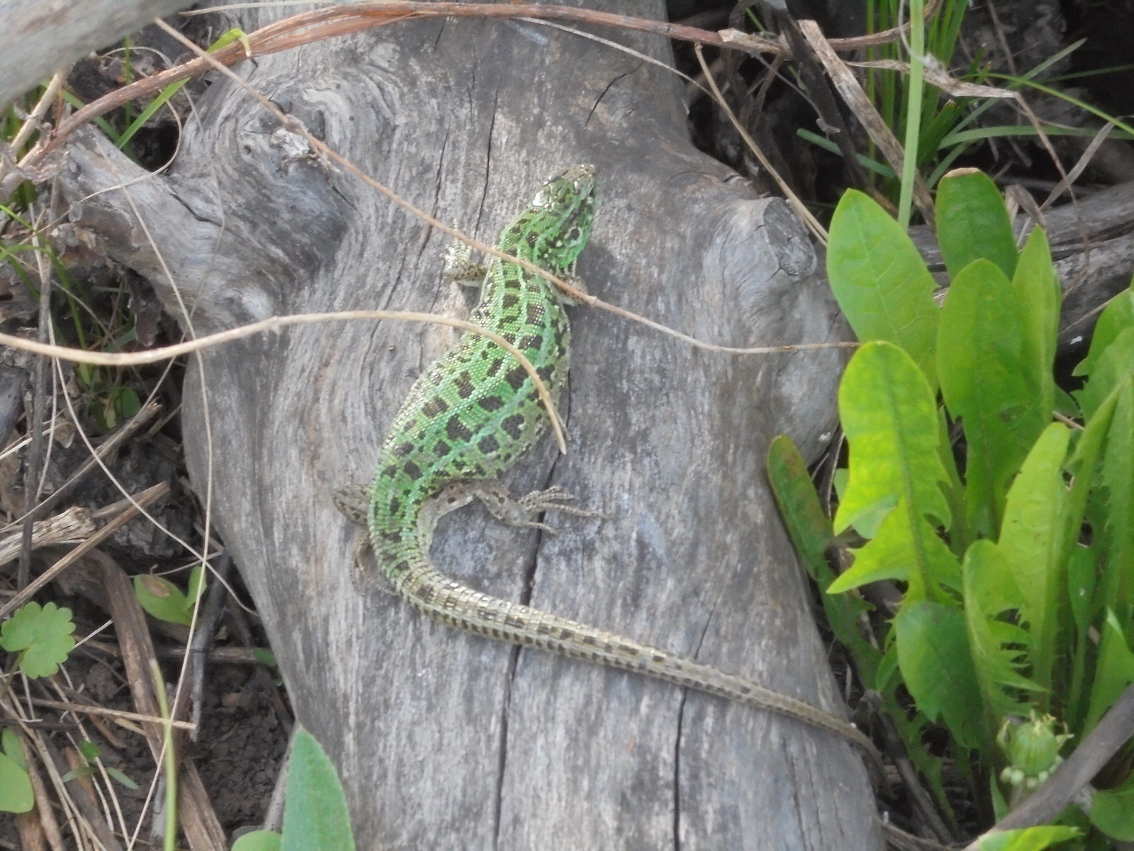 Lizards near Samara - My, Lizard, Samara, Nature, Longpost