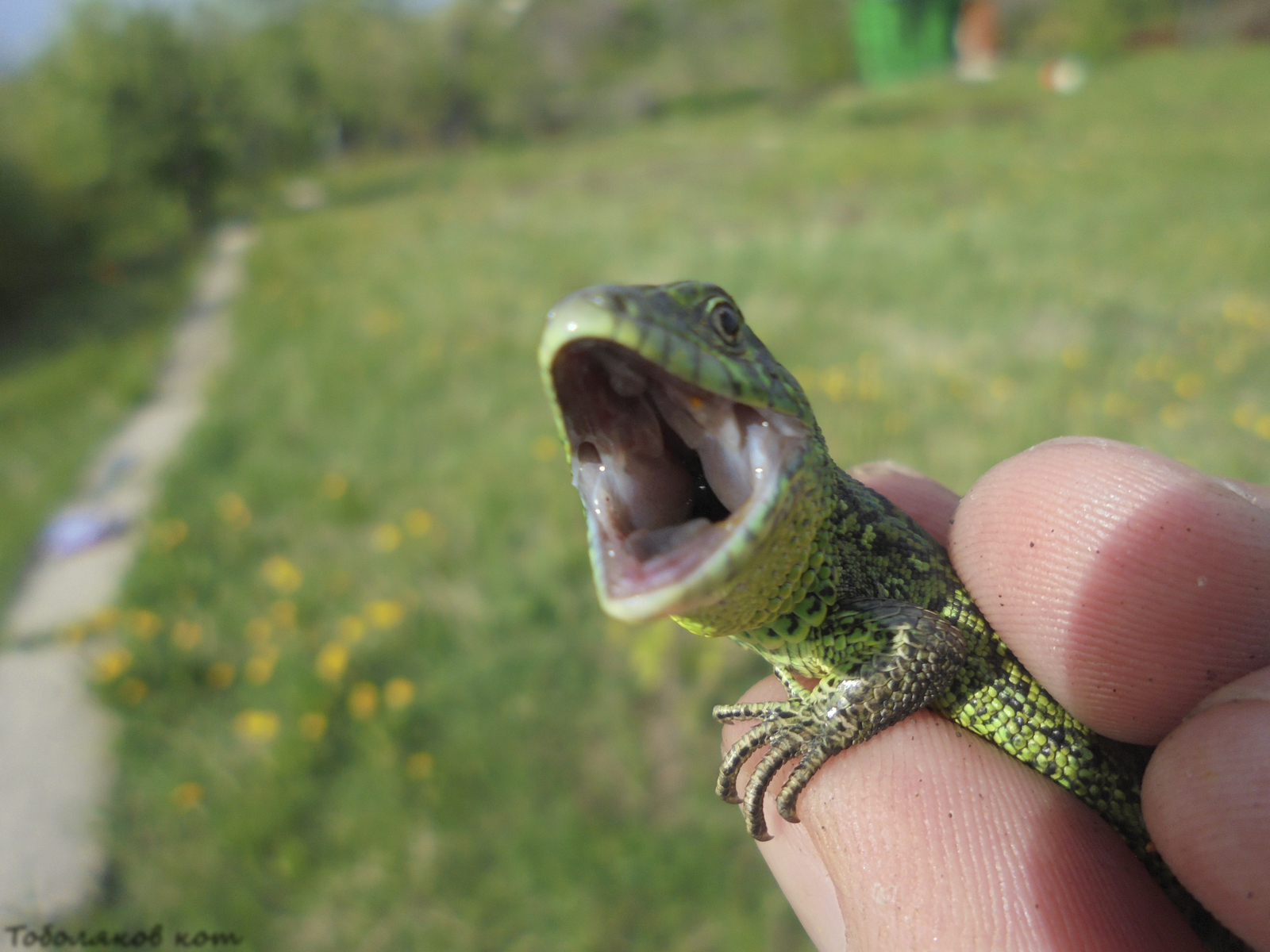 Lizards near Samara - My, Lizard, Samara, Nature, Longpost