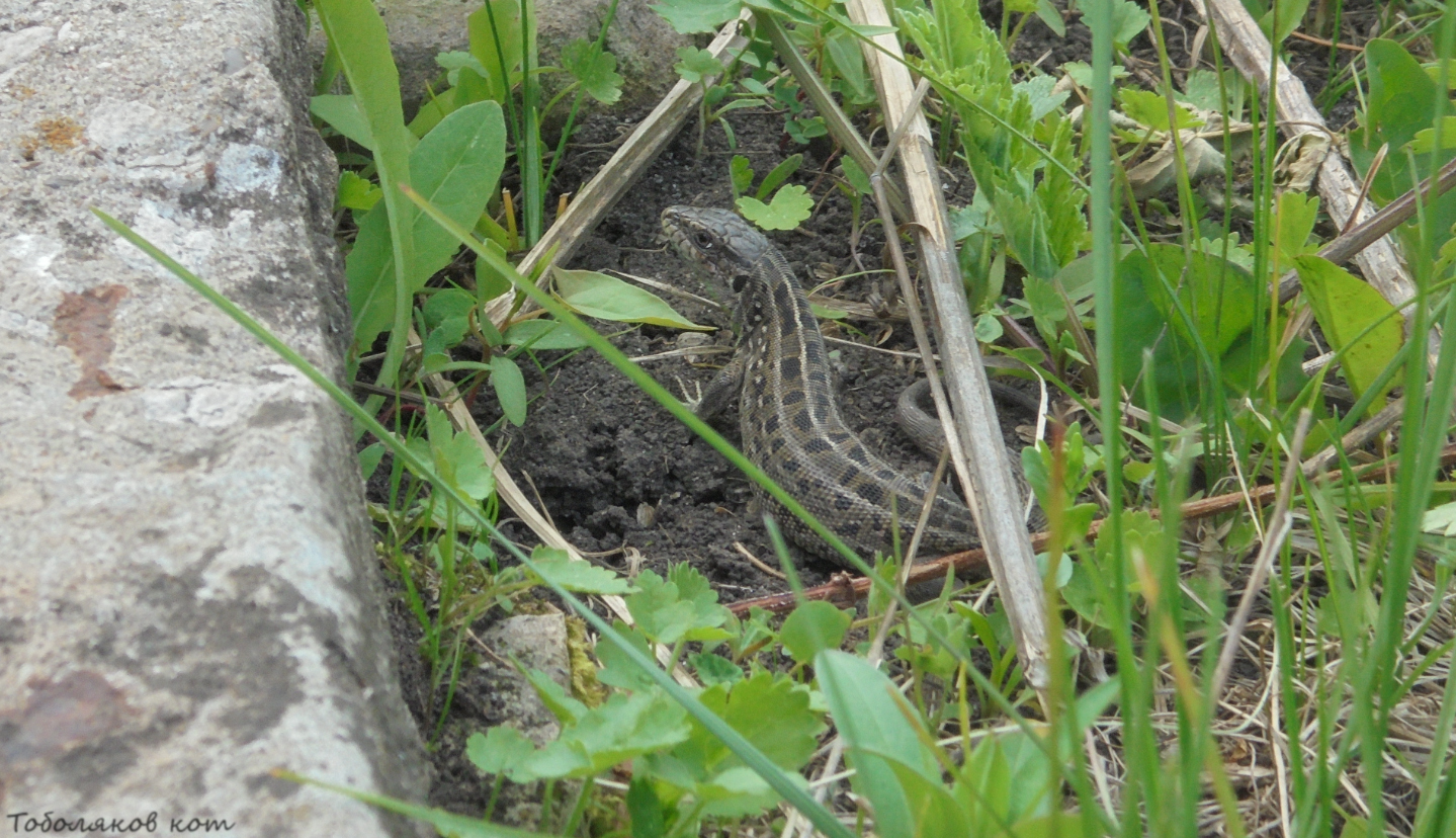 Lizards near Samara - My, Lizard, Samara, Nature, Longpost