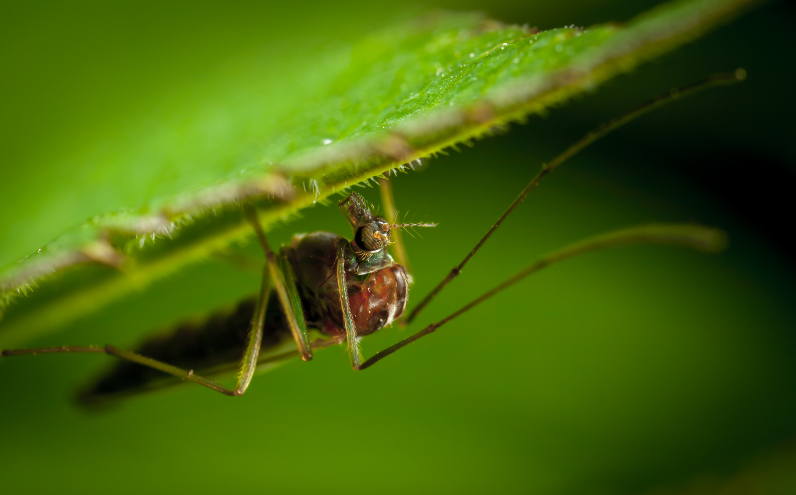 Macrohunt #99 - My, Macro, Arachnida, Spider, Ants, Муха, Жуки, Bees, Longpost, Macro photography