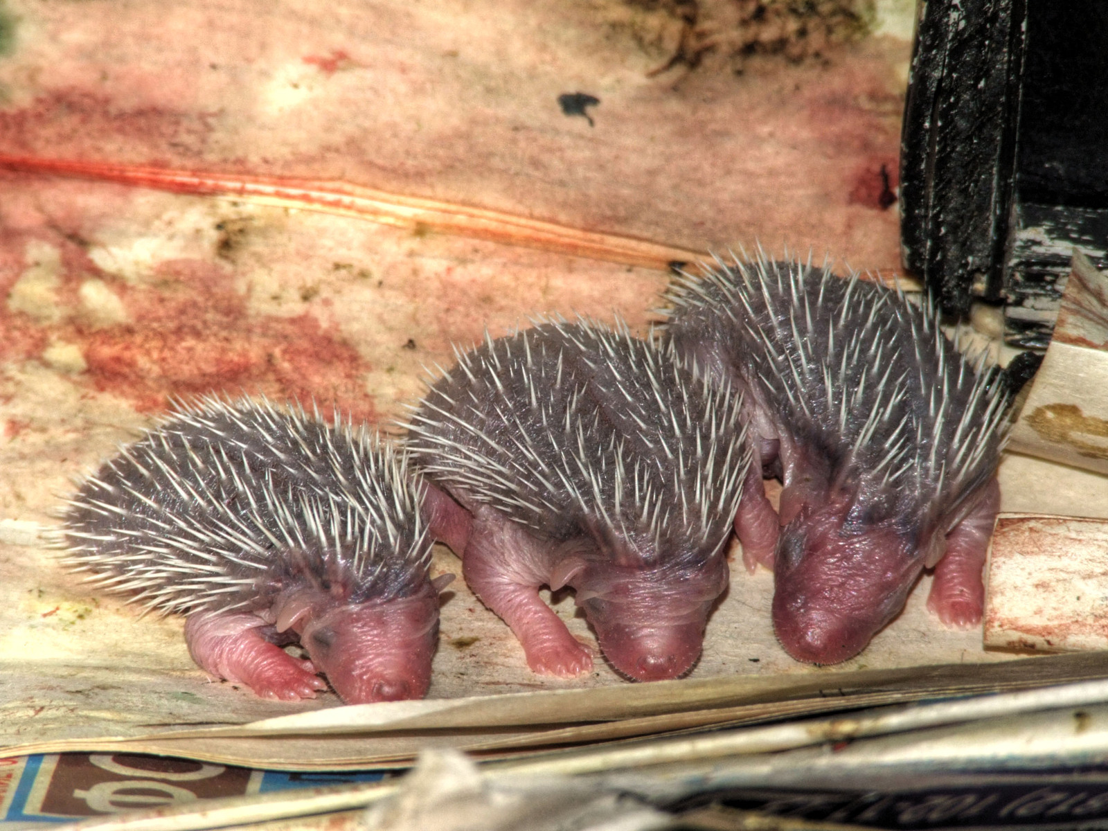 Hedgehogs are born. - My, Hedgehog, Animals, , Longpost