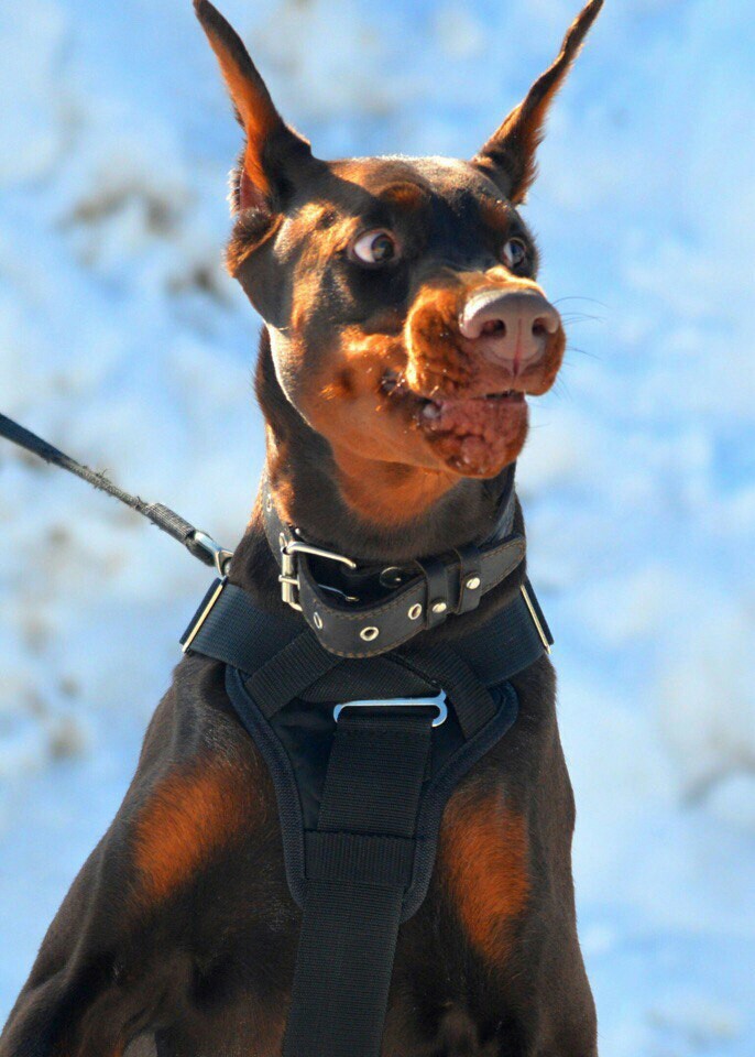 Doberman - elegance and grace - Dog, Doberman, Emotions, Puppies, Longpost