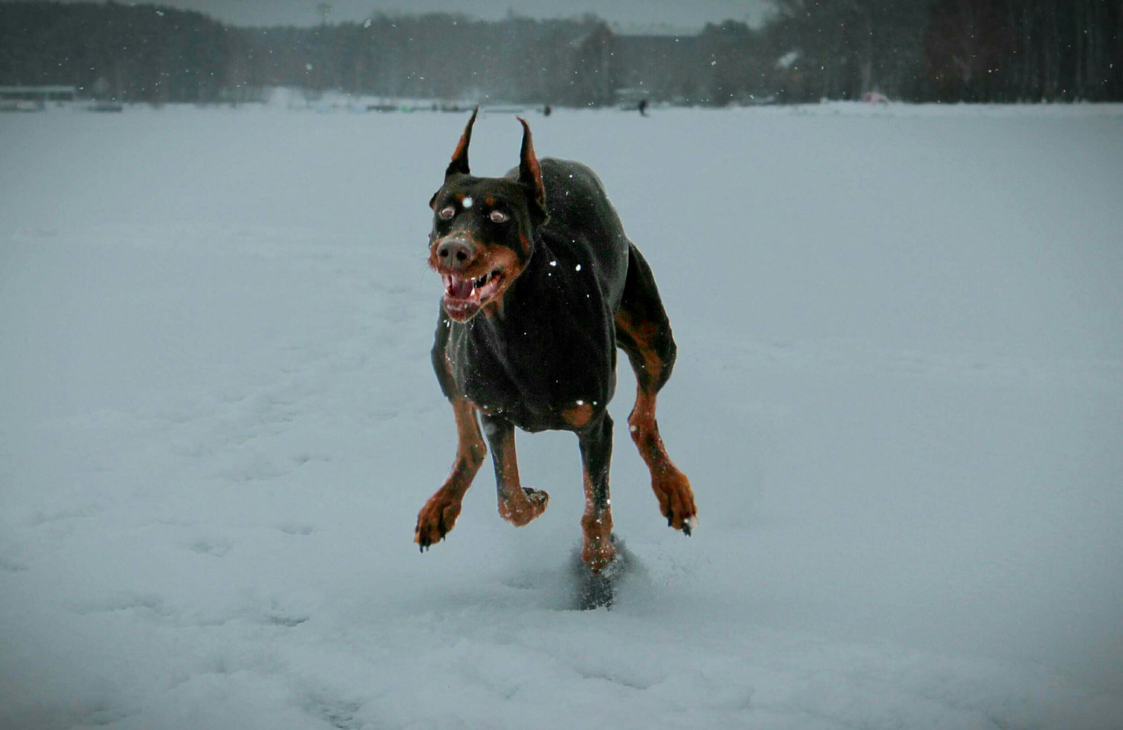 Doberman - elegance and grace - Dog, Doberman, Emotions, Puppies, Longpost