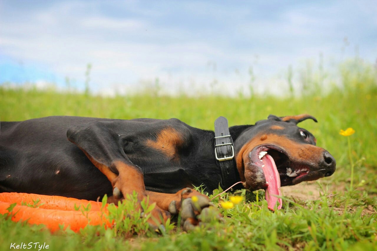 Doberman - elegance and grace - Dog, Doberman, Emotions, Puppies, Longpost