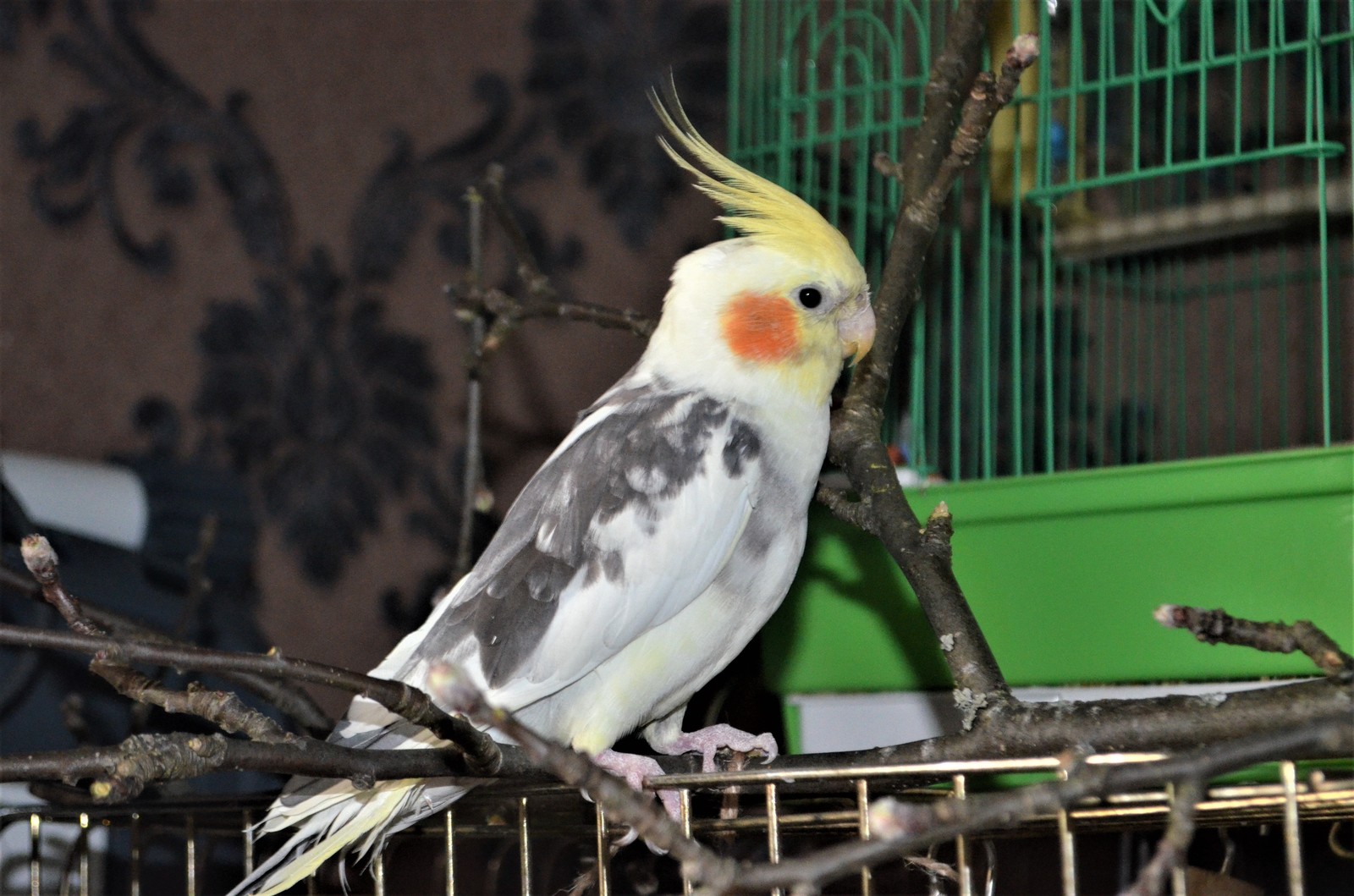 Parrot Amusement Park - My, Scottish lop-eared, cat, Necklace parrot, Rose-cheeked lovebird, Fisher's Lovebird, Nymphs, Corella, A parrot, Longpost