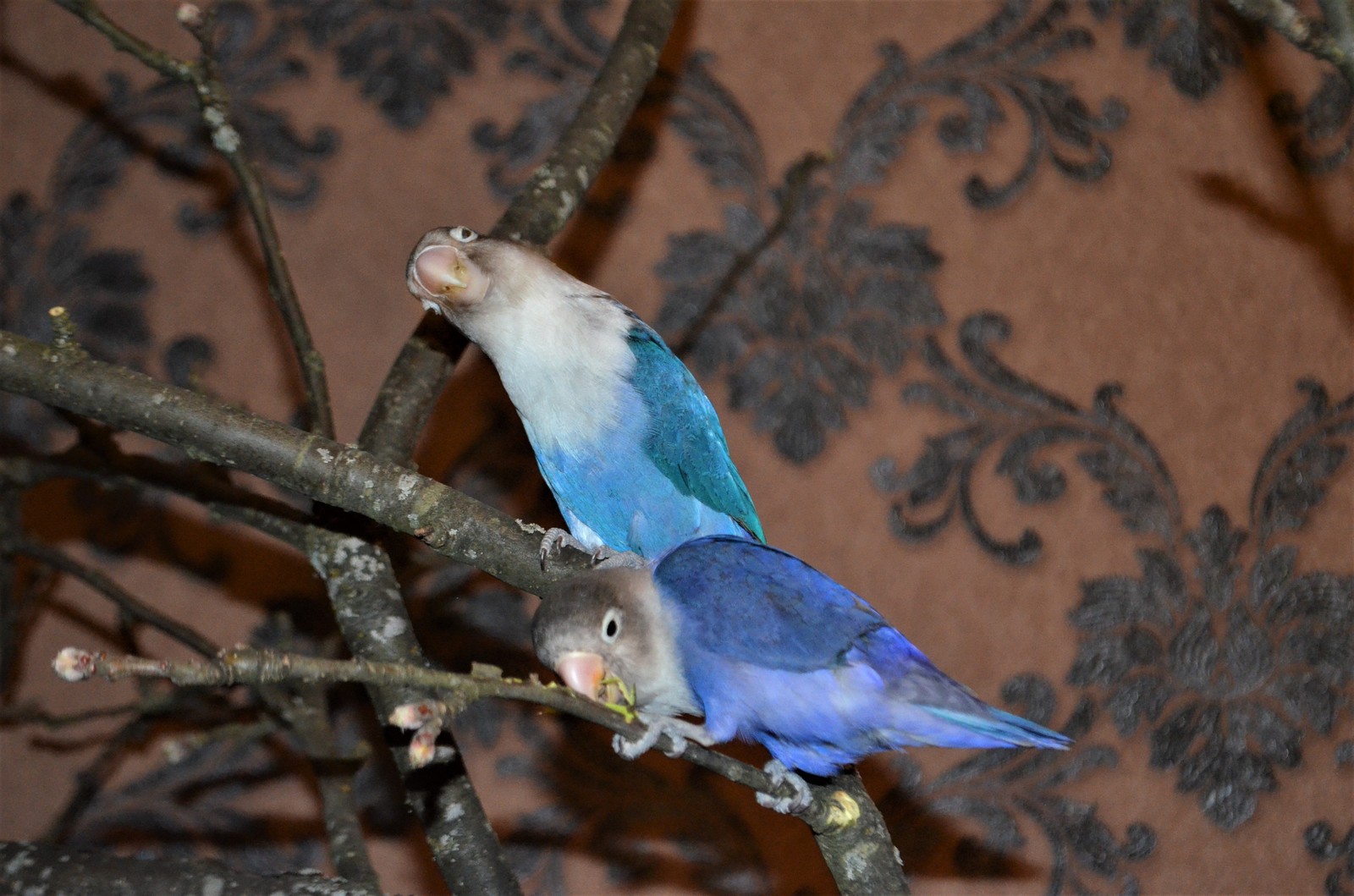 Parrot Amusement Park - My, Scottish lop-eared, cat, Necklace parrot, Rose-cheeked lovebird, Fisher's Lovebird, Nymphs, Corella, A parrot, Longpost