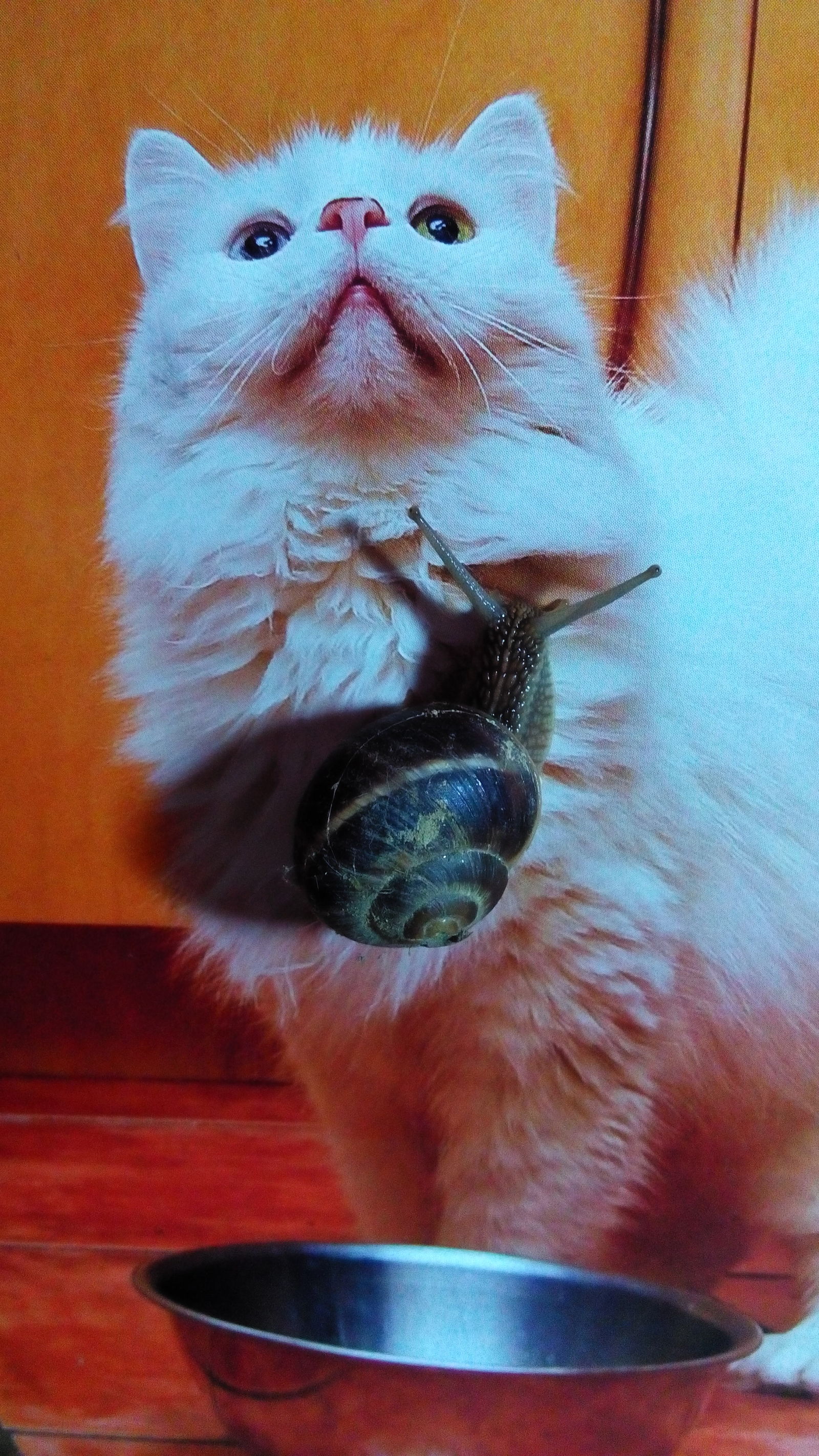 Кот улитка