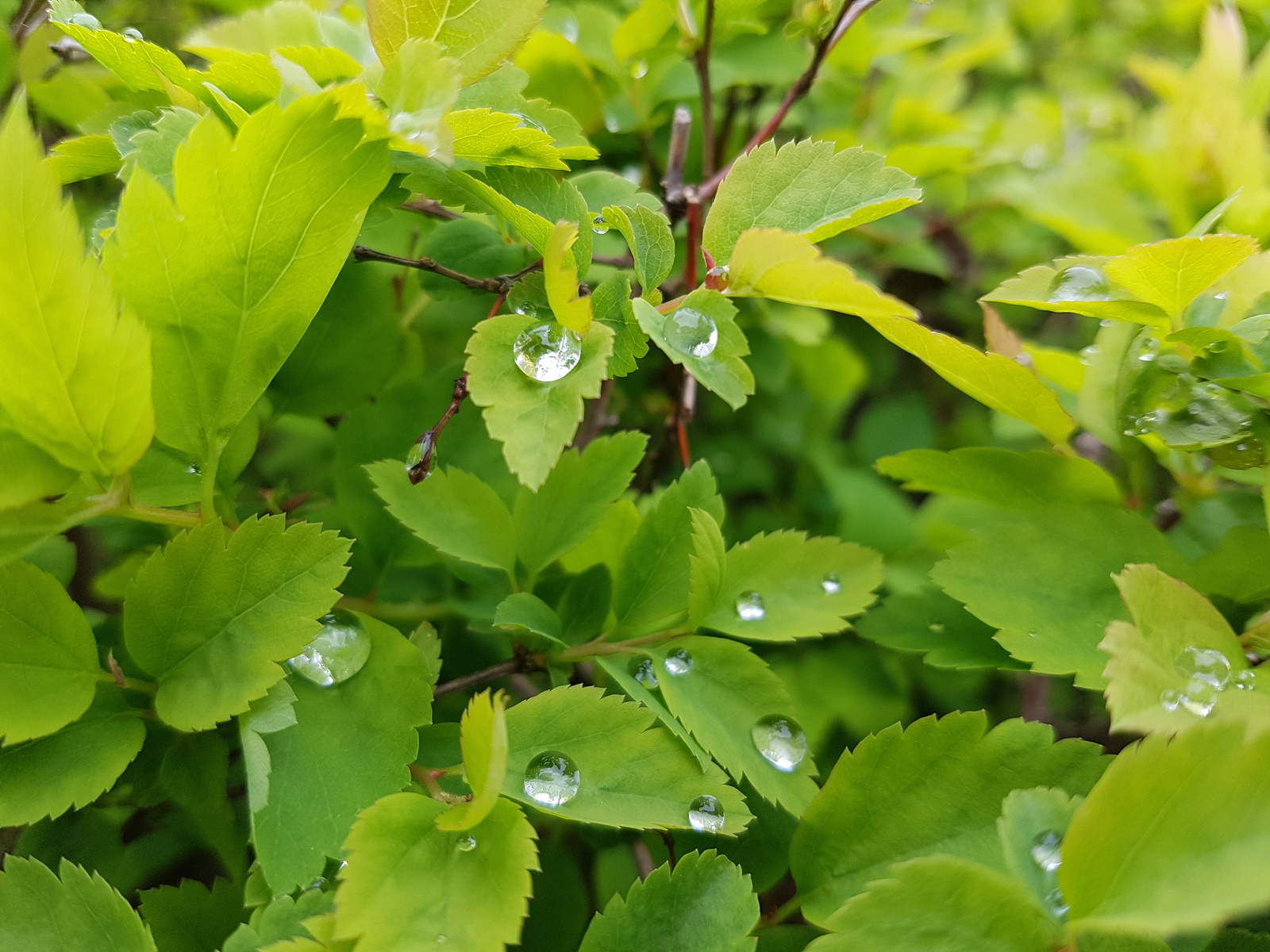 A little dew in your ribbon) - My, Dew, Nature, Leaves, The photo