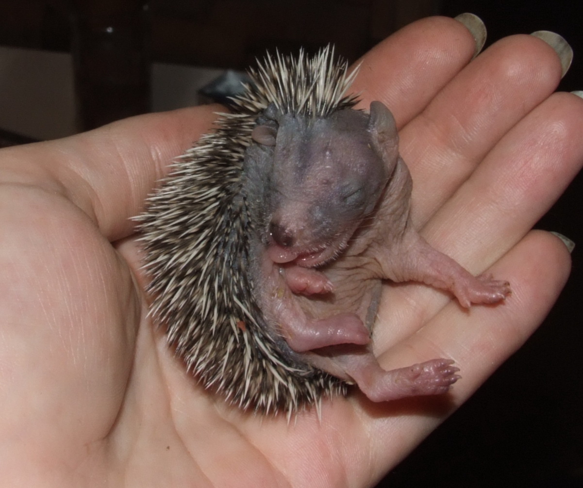 Hedgehogs are born. - My, Hedgehog, Animals, , Longpost