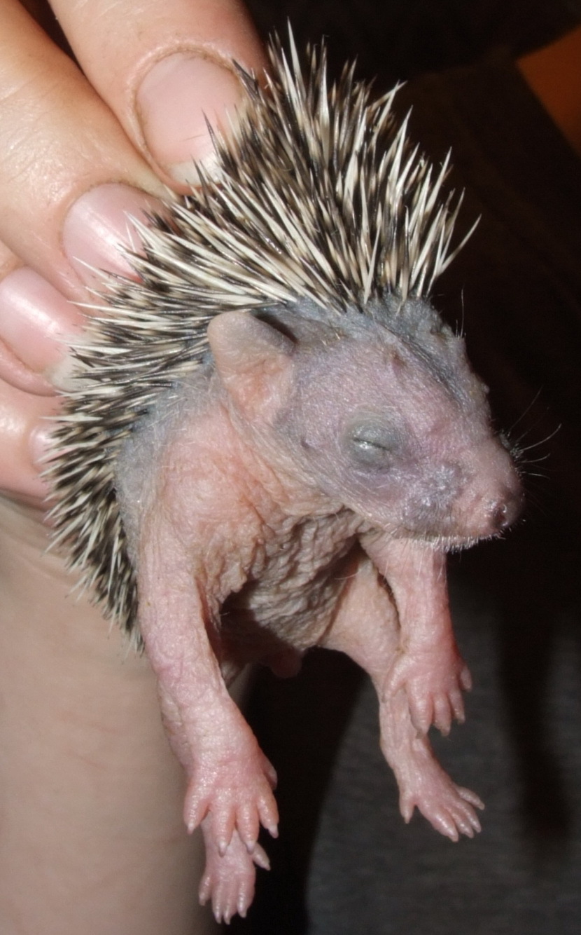 Hedgehogs are born. - My, Hedgehog, Animals, , Longpost