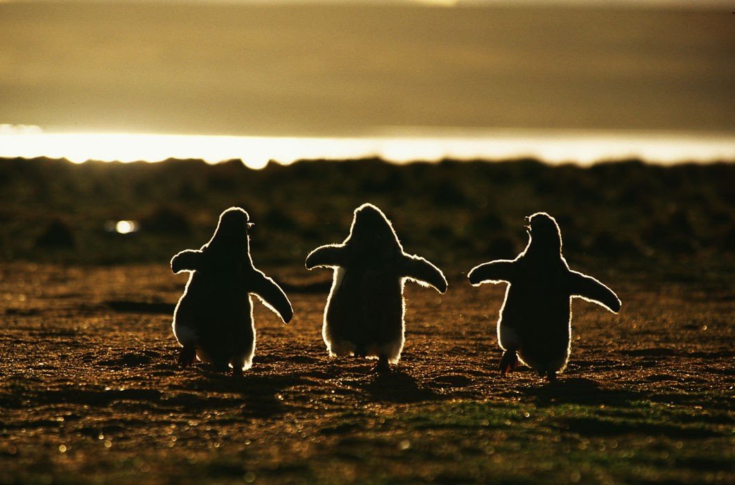 Trio - Penguins, Nature, Sunset, Milota