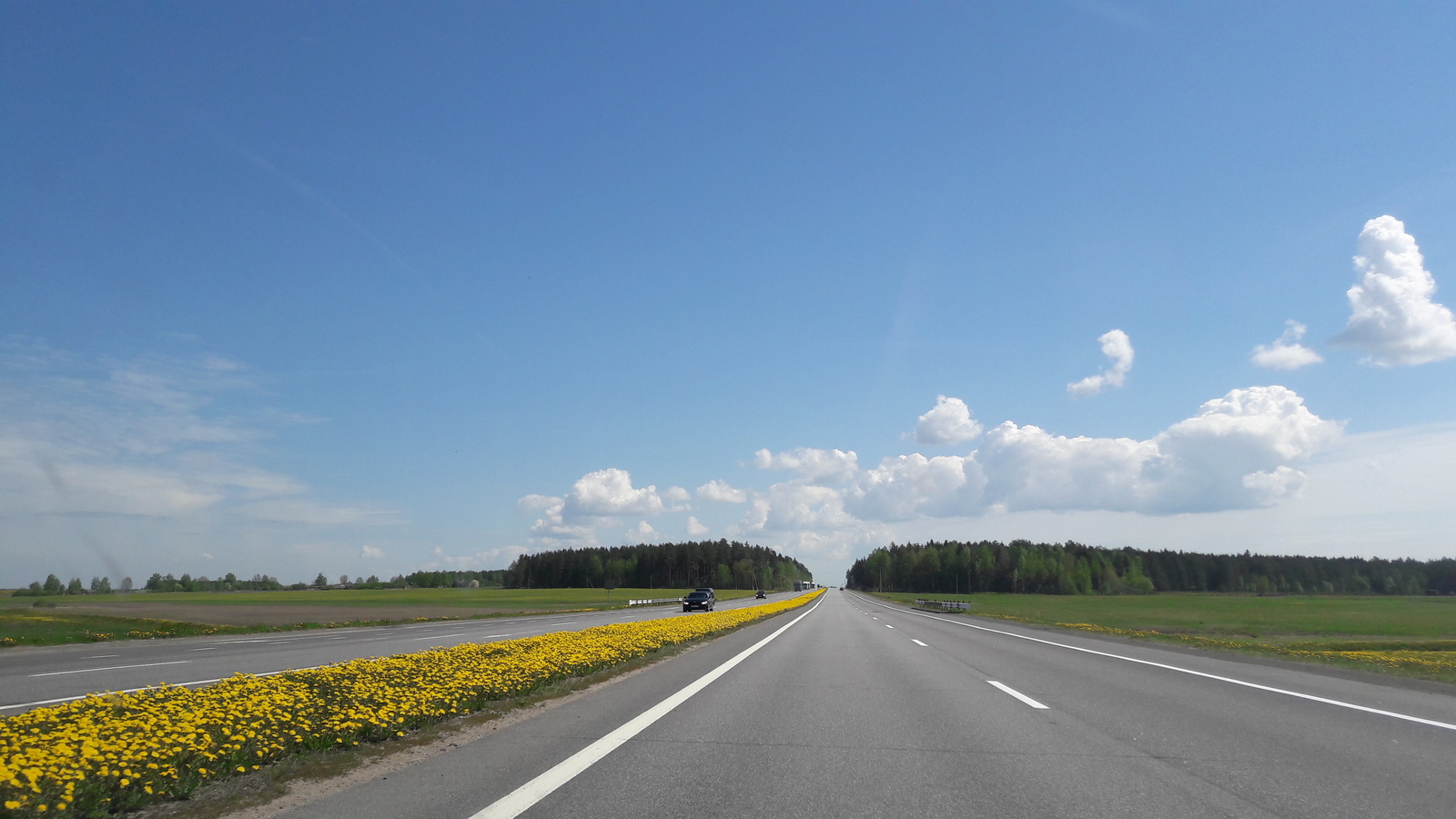 Dividing from dandelions. - My, , Republic of Belarus